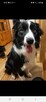 Border Collie szczeniaki czarno-białe piękne - 12