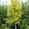 Brzoza brodawkowata ‘Aurea’ – złote liście, elegancki pokrój - 4