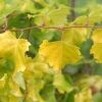 Brzoza brodawkowata ‘Aurea’ – złote liście, elegancki pokrój - 3