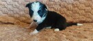 Border Collie szczeniaki czarno-białe piękne - 7