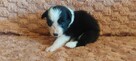 Border Collie szczeniaki czarno-białe piękne - 9