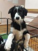 Border Collie szczeniaki pieski - 6