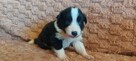 Border Collie szczeniaki czarno-białe piękne - 6