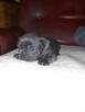 Buldog francuski blue - 1