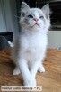 Ragdoll Hektor Gato Belleza*PL 5 miesięcy - 2