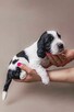 Springer Spaniel Angielski - 4