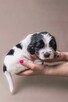 Springer Spaniel Angielski - 6