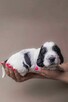 Springer Spaniel Angielski - 3