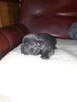 Buldog francuski blue - 4