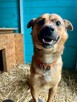 Radosny, słodki, mały pies do adopcji ze schroniska - 2