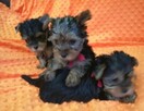 Sprzedam yorki - 2