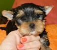 Sprzedam yorki - 4