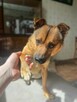 Radosny, słodki, mały pies do adopcji ze schroniska - 4