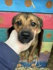 Radosny, słodki, mały pies do adopcji ze schroniska - 3