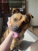 Radosny, słodki, mały pies do adopcji ze schroniska - 9