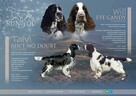 Springer Spaniel Angielski - 1