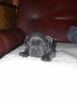 Buldog francuski blue - 2