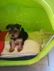 Sprzedam yorki - 1
