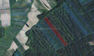 Las sosnowy 100 letni 2,57ha - 2