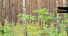 Działka leśna Strzegomek gm. Rytwiany, - 6