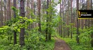 Działka leśna Strzegomek gm. Rytwiany, - 2