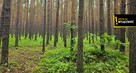 Działka leśna Strzegomek gm. Rytwiany, - 4
