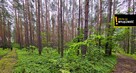 Działka leśna Strzegomek gm. Rytwiany, - 5
