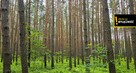 Działka leśna Strzegomek gm. Rytwiany, - 6