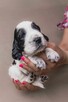 Springer Spaniel Angielski - 7