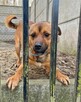Radosny, słodki, mały pies do adopcji ze schroniska - 6