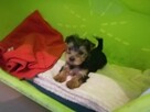 Sprzedam yorki - 3
