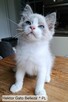 Ragdoll Hektor Gato Belleza*PL 5 miesięcy - 3