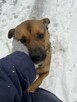 Radosny, słodki, mały pies do adopcji ze schroniska - 5
