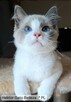 Ragdoll Hektor Gato Belleza*PL 5 miesięcy - 4