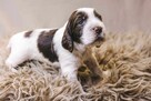 Springer Spaniel Angielski - 2
