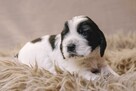 Springer Spaniel Angielski - 5