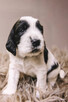 Springer Spaniel Angielski - 10