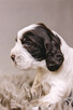 Springer Spaniel Angielski - 11