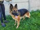 Cudna KORA w typie owczarka niemieckiego szuka domu !! - 2