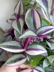 Trzykrotki kolekcjonerskie tradescantia Pallida Purple Heart - 2