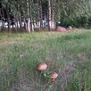 Sprzedam działkę budowlaną - 4