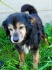 DZIADZIO - 12 lat na łańcuchu, teraz schronisko, ADOPTUJ! - 2