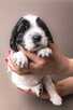 Springer Spaniel Angielski - 13