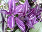 Trzykrotki kolekcjonerskie tradescantia Pallida Purple Heart - 9