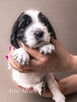 Springer Spaniel Angielski - 8