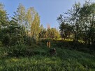 Działka rolna | 3000 m2 | cena do negocjacji - 5