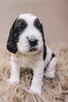Springer Spaniel Angielski - 9