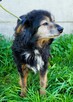 DZIADZIO - 12 lat na łańcuchu, teraz schronisko, ADOPTUJ! - 3