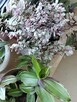 Trzykrotki kolekcjonerskie tradescantia Pallida Purple Heart - 8