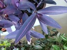 Trzykrotki kolekcjonerskie tradescantia Pallida Purple Heart - 5